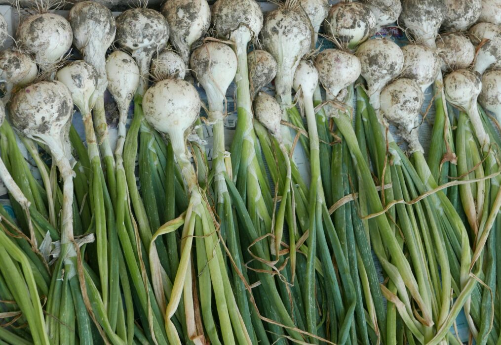 Garlic Scape