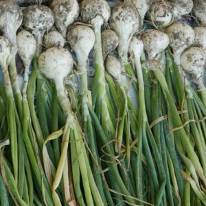 Garlic Scape