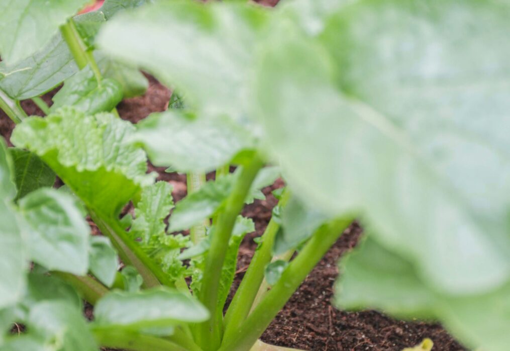 Radish