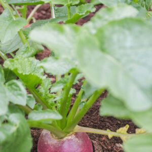 Radish